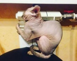 мне их откровенно жалко. ну у всех шуба есть, а над этим природа позабавилась