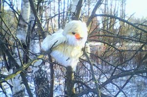 А это у нас...