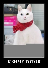 Потеря питомца для нормального человека, всегда переносится довольно тяжело. Это влияние большой привязанности и любви к своему члену семьи.