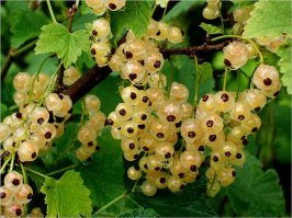 А еще белая есть)