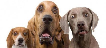 Неожиданная реакция собаки на человека в костюме динозавра