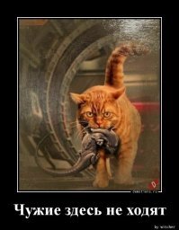 Кот принёс домой ядовитую змею