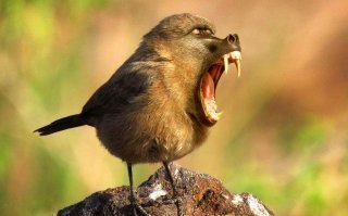 Почему первый в мире гибрид ? Гибриды животных выведены давным давно :  :)