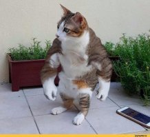 -ЧУГУННУЮ??
-Да!