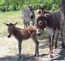 любовь зла..