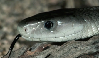 Чёрная мамба,я не спец, но вроде похожа