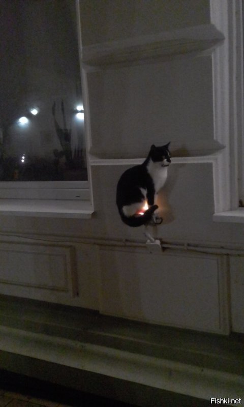 Таки у нас не Лондон и рановато пока наряжаться, но вот несколько фоток прошлого украшательства нашего городка и одна (первая) совсем свежая-так выглядит у нас пирс. Ну и самое главное наше украшение))) Котик сидит на лампе подсветки здания.