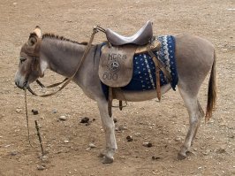Уважаемый миллионер Мэнни Хошбин, вот более дешёвый вид транспорта в обслуживании .