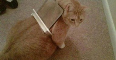 Поставьте дверцу для животных и пусть лазает , хоть по десять раз за минуту и свои нервы берегутся и коту хорошо. Хотя может быть и так: