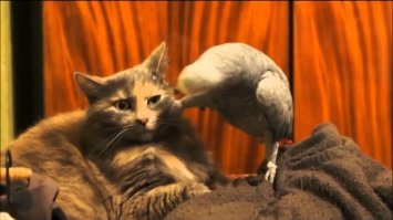 Подборка автомобильных приколов