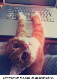 Милые котики всюду