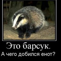 Шакалы случайно помогли медоеду победить питона
