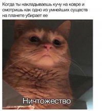 15 бессовестных усатых морд, хозяевам которых пора подлечить нервишки
