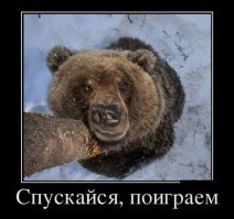Мишки они такие... игруны. А ведь мог бы внезапно и в гости к ним нагрянуть.