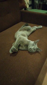 Вот эта довольная наглая морда приходит ночью спать у нас на голове с женой.