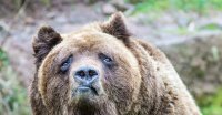 Медведь был в шоке, когда проснувшись весной, обнаружил, что над его берлогой поселилась американская семья.

Блин, подумал мишка, и как такое могло произойти в омском зоопарке?