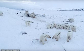 56 голодных белых медведей окружили село на Чукотке