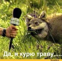 Прикольные и смешные картинки