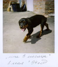 Ужасные тут картинки в комментах постят, наверно от воспитания зависит или от конкретной собаки.
Собакен  (кобель) прожил 14 лет, никого за свою жизнь не укусил, и не обидел, воспитал двух котят.
Как сторож - классный. Во двор запускает, из двора - нет. Один мужик больше часа во дворе простоял.
Как-то летом я помыл машину, оставил не закрытой водительскую дверь, так он на передние сиденья лёг, и на жаре пролежал там часа три. Потом полведра воды вылакал... Да много историй можно рассказать про Рича.
Немного туповат, немного глуховат, нюх тоже не особо, но уравновешенная психика, просто так не гавкнет, если услышал лай, -значит что-то происходит.
Для своих - милашка и душка, для незнакомцев - сторожевой пёс.
Ничего плохого о нём сказать не могу.