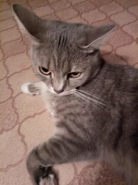 Нельзя без кошки