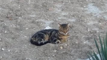 Жаль что фото котов нет)) А так подтверждаю, прошлым летом наблюдал на территории Херсонеса с десяток упитанных котов. О вот и фото непосредственно котов которых я снял))