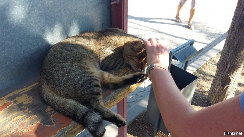 Жаль что фото котов нет)) А так подтверждаю, прошлым летом наблюдал на территории Херсонеса с десяток упитанных котов. О вот и фото непосредственно котов которых я снял))