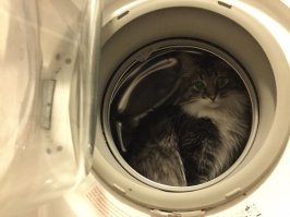 Мой кот-космонавт)