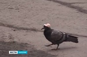 Кто-то в Лас-Вегасе надевает крошечные ковбойские шляпы на голубей