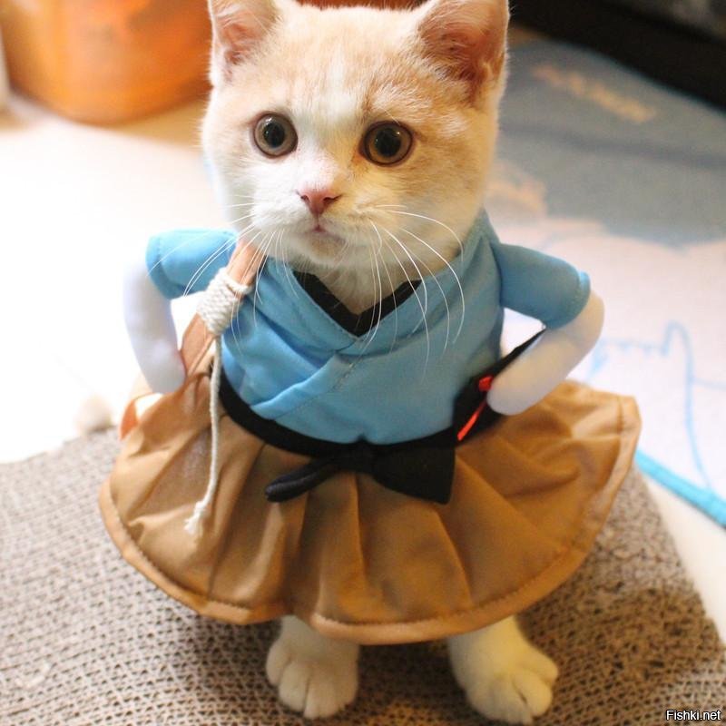 Котики в одежде))
