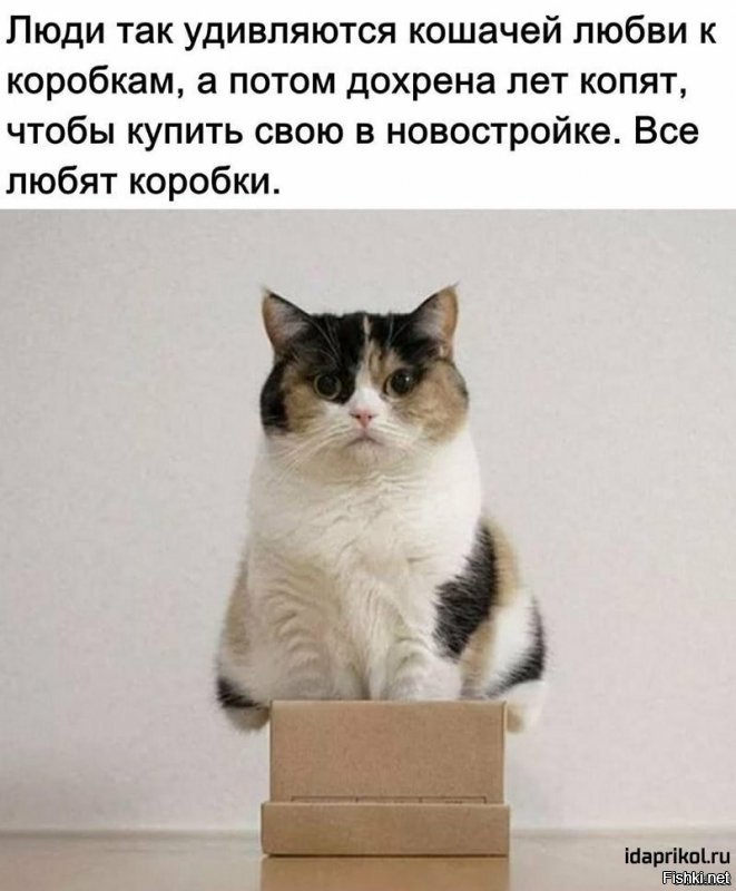 Коты и коробки созданы друг для друга