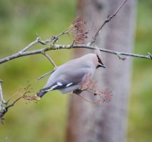 У нас под окно тоже всякие красавцы прилетают :)