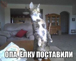 Это гениально!: Девушка придумала, как защитить ёлку от кота