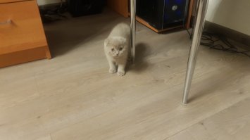 Вот наш Кот-Обормот Фунтик, он же Фуня, он же Фуняка-обжорака и кусака, 1-е фото как мы его принесли, 2-е фото чере 2.5 месяца, 3-е фото унего 5 лап))