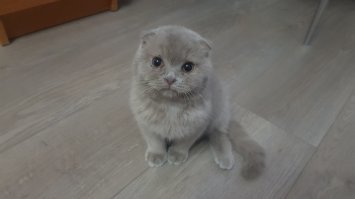 Вот наш Кот-Обормот Фунтик, он же Фуня, он же Фуняка-обжорака и кусака, 1-е фото как мы его принесли, 2-е фото чере 2.5 месяца, 3-е фото унего 5 лап))