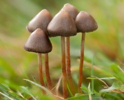Завораживающие макроснимки, посвященные красоте крошечных грибов