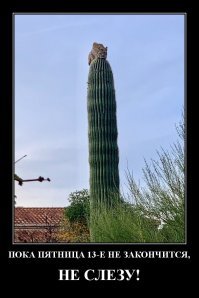 Как он вообще туда залез ?