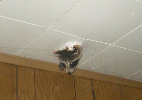 Это не побег, это флешмоб.