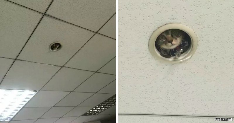 Это не побег, это флешмоб.