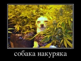 Snoop Dog