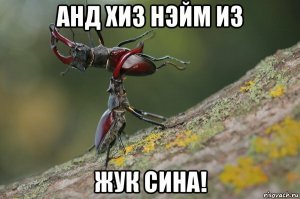 Всё в разнобой