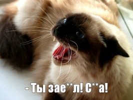 Не заводите сиамских...  То ли русского не понимают, то ли сильно злопамятные...