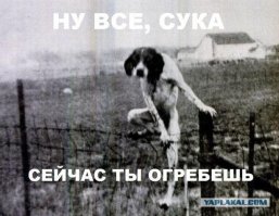 Любопытные собаки, которые хотят знать, что вы сейчас делаете