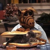 Мой учитель - кот