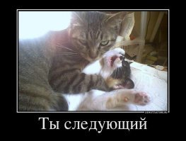 Образ кота в демотиваторах