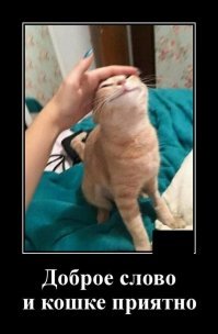 Образ кота в демотиваторах
