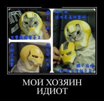 Образ кота в демотиваторах