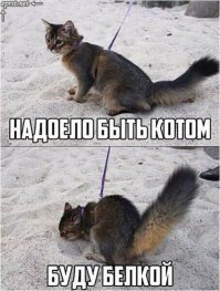 Компот из разных картинок