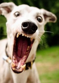 Любопытные собаки, которые хотят знать, что вы сейчас делаете