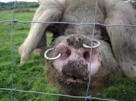 Приехали в Австралию и никак не могут найти работу