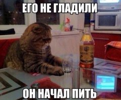 Образ кота в демотиваторах